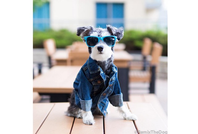 Remix The Dog 10