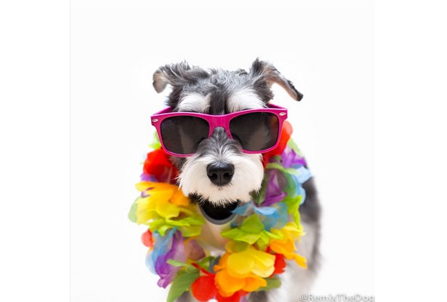 Remix The Dog 2