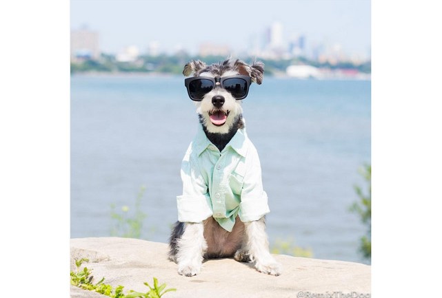 Remix The Dog 3