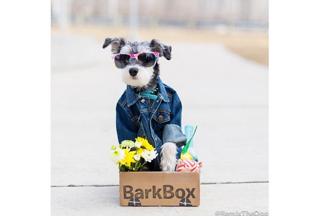 Remix The Dog 4