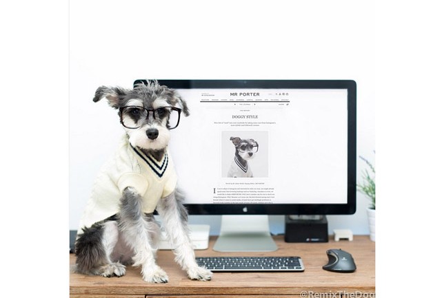 Remix The Dog 5