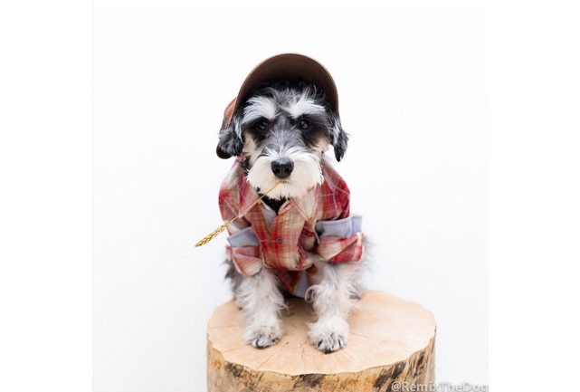 Remix The Dog 7