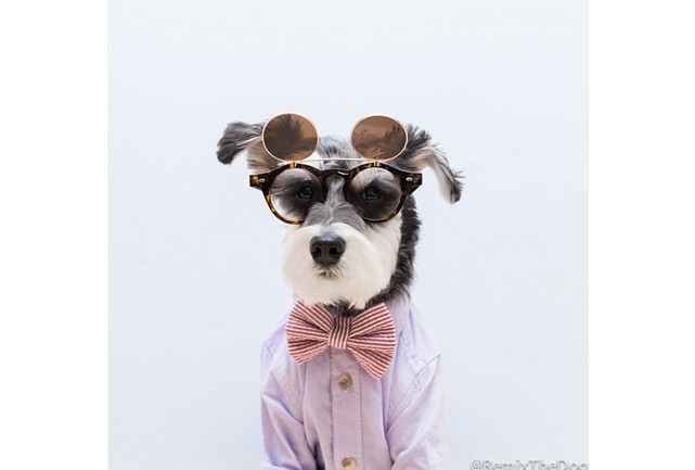 Remix The Dog 9